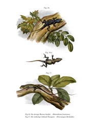 Anole pesca