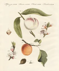 Pesche e albicocche