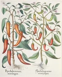 Peperoni, dal Hortus Eystettensis di Basil Besler, pub. 1613