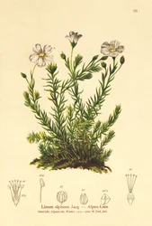 Lino perenne (Linum alpinum, Linum perenne)