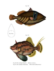 Pesce Picasso