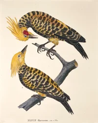 Picus Flavescens, da 