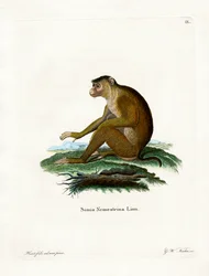Macaco dalla coda di maiale