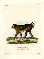 Macaco dalla Coda di Maiale