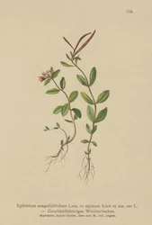 Epilobio a foglie di pimpinella (Epilobium anagallidifolium, Epilobium alpinum)