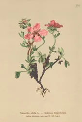 Cinquefoil rosa (Potentilla nitida)