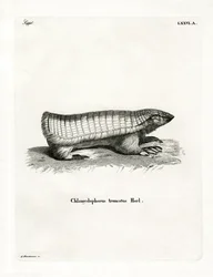 Armadillo fata rosa