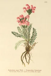 Pedicolare rosa (Pedicularis rosea)