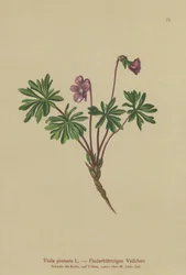 Viola pinnata