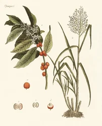 Piante dei paesi caldi