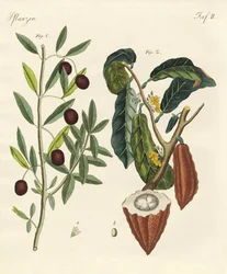 Piante dei paesi caldi
