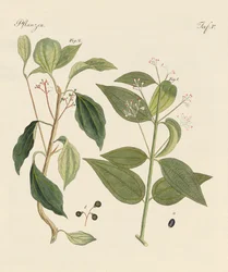 Piante dei paesi caldi