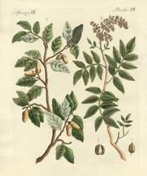 Piante dei paesi caldi