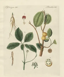 Piante dei paesi caldi