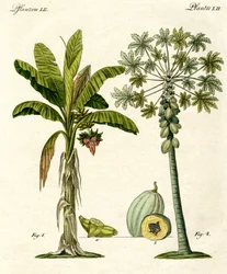 Piante da paesi caldi