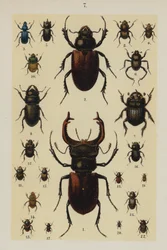 Tavola da The Young Beetle-Collector