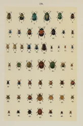 Tavola da The Young Beetle-Collector