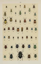 Tavola dal Manuale del Giovane Collezionista di Coleotteri