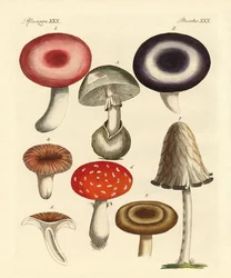 Funghi velenosi tedeschi