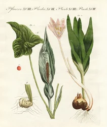 Piante velenose tedesche