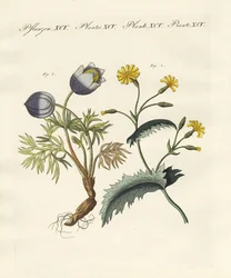 Piante velenose tedesche