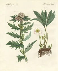 Piante velenose tedesche