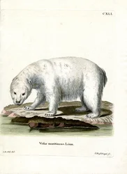 Orso polare