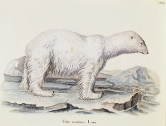 Orso polare (Ursus maritimus), da Mammiferi illustrati dalla Natura con descrizioni, di Johann Christian Daniel von Schreber (1739-1810), incisione di IC Bock dopo un disegno di Marechal, volume 3, tavola 141, Germania