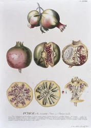 Melograno, inciso da Johann Jakob Haid, tavola 72 da un libro botanico, pub. da Augustus Vind