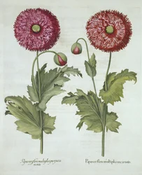 Papaveri, da Hortus Eystettensis, di Basil Besler, pub. 1613