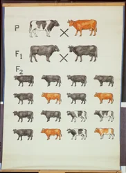 Poster che dimostra la legge di Mendel nei bovini