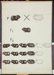 Poster che dimostra la legge di Mendel nei porcellini d