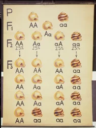 Poster delle lumache Cepea
