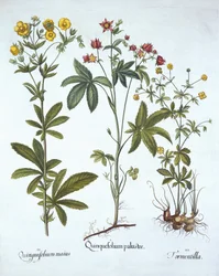 Potentille, da Hortus Eystettensis, di Basil Besler, pub. 1613