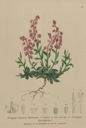 Polygala alpestris