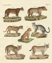 Predatori da tutte le parti del mondo