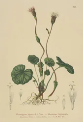 Farfara alpina