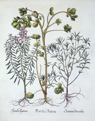 Portulaca, santoreggia estiva e santoreggia invernale, da Hortus Eystettensis, di Basil Besler, pub. 1613