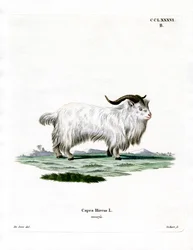 Capra Pigmea