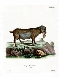 Capra pigmea