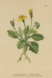 Crepis pigmea (Crepis pygmaea, Hieracium pumilum)