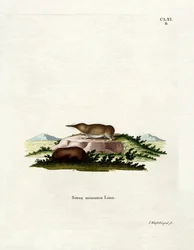 Toporagno Pigmeo