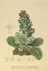 Bugola piramidale (Ajuga pyramidalis)