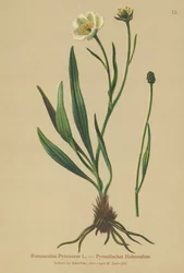 Ranuncolo pirenaico (Ranunculus pyrenaeus)