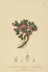 Petrocallis pirenaica (Petrocallis pyrenaica)