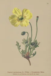 Papavero pirenaico (Papaver pyrenaeicum, Papaver alpinum sub.)