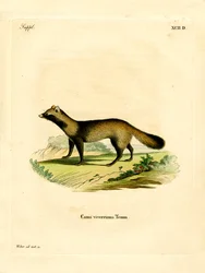 Cane Procione