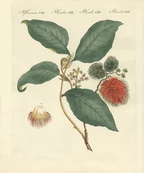 Albero di rambutan