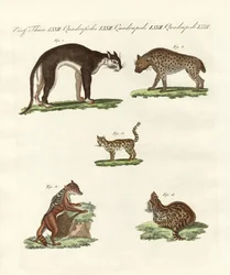 Animali rapaci