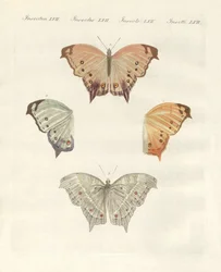 Farfalle rare
